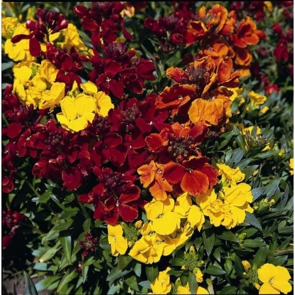 Picture of Freesia - Royal Crown Mix